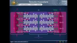 Istologia 19  Muscolare parte 1 [upl. by Engeddi]