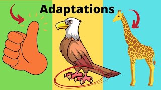 What are adaptations Adaptations in Biology Examples [upl. by Strohbehn]