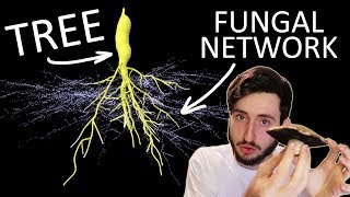 Hidden Mycorrhizal Networks [upl. by Joy]