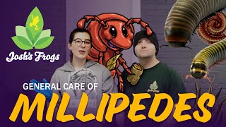 How To Keep Millipedes as Pets [upl. by Ttelracs440]