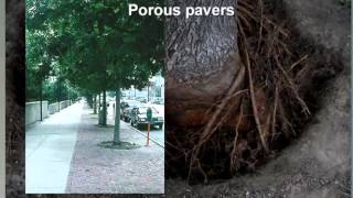 How to Grow a Good Tree Root System [upl. by Sinclair799]