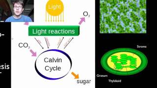 Photosynthesis and Respiration [upl. by Lidstone]