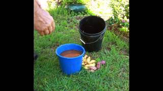 how to grow Mycorrhizae Fungi from fresh Potatoes [upl. by Siusan]