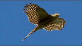 Sparrowhawk Bird Call Bird Song [upl. by Aem]