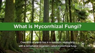 What is Mycorrhizal Fungi [upl. by Tasia394]