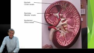 Urinorganen del 1 5 [upl. by Eagle]