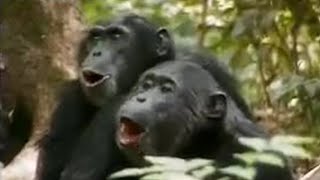 Chimps vs Red Colobus Monkeys  BBC Studios [upl. by Jessen43]