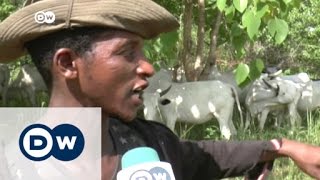 Herdsmen clash with farmers in Nigeria  DW News [upl. by Sessler]