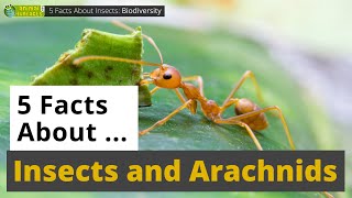 All About Insects 🐜 and Arachnids 🕸  5 Interesting Facts  Animals for Kids  Educational Video [upl. by Yursa855]