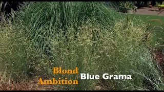 Blond Ambition Blue Grama [upl. by Elleiram802]