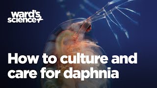 Caring and Culturing for Daphnia [upl. by Acalia]