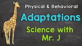 What are Adaptations  Physical Adaptations amp Behavioral Adaptations [upl. by Aimahs]