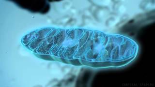 Mitochondria in Eukaryotic Cells [upl. by Cathee]