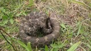 Eastern Massasauga Rattlesnakes 2010 [upl. by Zere]