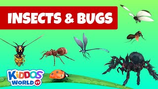 Identifying Arachnida and Insects  Insects and bugs for kids to learn about [upl. by Lawley]