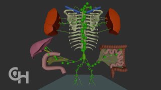 Normal Lymphatic Anatomy and Flow [upl. by Jann630]