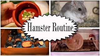 Tägliche Hamster Routine [upl. by Mott]