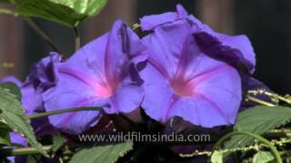 Morning Glory or Ipomea flowers on a fence in Sikkim [upl. by Ofloda]