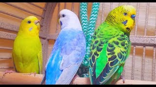 A unique recording of 10 Hr parakeet birds singing to help people relax and rid of anxiety [upl. by Lisabet540]