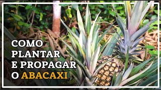 Como Plantar Abacaxi Dicas de Propagação e Cultivo [upl. by Warton]