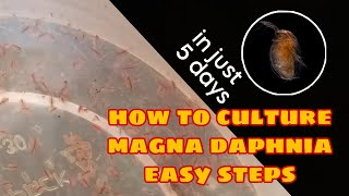 How to Culture Magna Daphnia Easily [upl. by Lednem]