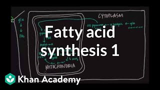 Fatty Acid Synthesis  Part I [upl. by Soutor]