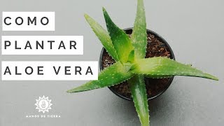 Como Sembrar SABILA 2025 plantar ALOE VERA  manos de tierra [upl. by Loriner]