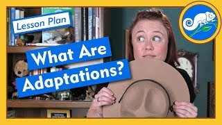 What Are Adaptations  Lesson Plan [upl. by Eitsyrhc]