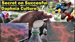 How to Culture Daphnia Successfully [upl. by Sondra]