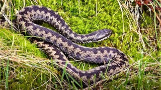 Adders  Amazing Footage of Venomous Snakes in the North Yorkshire Moors UK  4K [upl. by Ignacio]