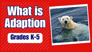 What is Adaptation  More K5 Science [upl. by Keir]