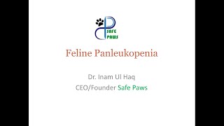 Panleukopenia infection in cats [upl. by Edroi932]