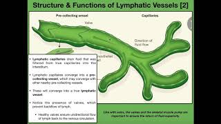 Anatomy amp Physiology of the Lymphatic Vessels [upl. by Akieluz]