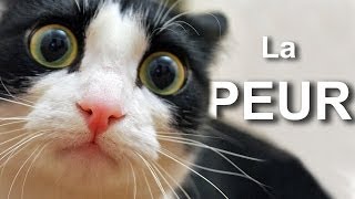 LA PEUR  PAROLE DE CHAT [upl. by Gyasi954]