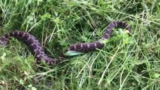 Eastern Massasauga Rattlesnake found in Cicero [upl. by Danyette]