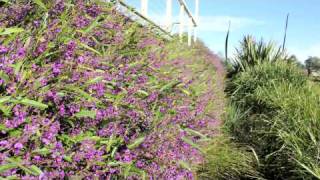 MEEMA™ Hardenbergia a purple flowering groundcover plant  Ozbreed Native Shrubs amp Groundcovers [upl. by Megen976]