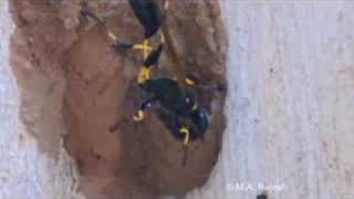 Mud dauber making nest [upl. by Hewart]