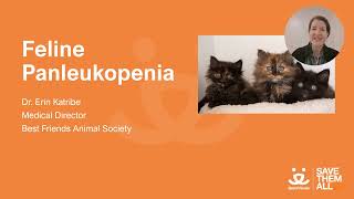 Feline Panleukopenia [upl. by Naashar]