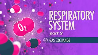 Respiratory System Part 2 Crash Course Anatomy amp Physiology 32 [upl. by Nylatsirhc562]