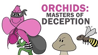 Orchids The Masters Of Lying Cheating amp Stealing [upl. by Jonathon77]