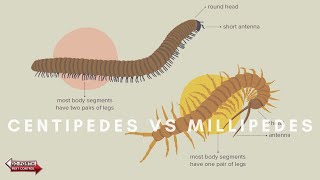 What Are The Differences Between Centipedes amp Millipedes [upl. by Traver]