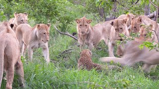 12 LIONS attack LEOPARD [upl. by Namra]