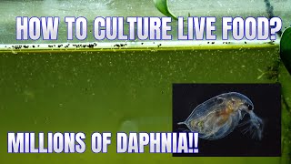 How to Culture Daphnia Secret Method to Breed MILLIONS  Simply Aquatic [upl. by Norabal377]