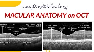 NORMAL MACULAR ANATOMY ON OCT [upl. by Goodkin152]