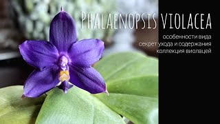 Всё о Phal Violacea где и как растет Особенности и секреты ухода за видовой орхидеей виолацеей [upl. by Heyra591]