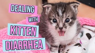 How to Deal With Kitten Diarrhea [upl. by Galvan360]