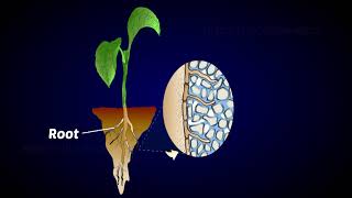 Mycorrhiza as biofertilizer [upl. by Fredela]