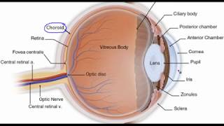 Eye anatomy [upl. by Akenn46]