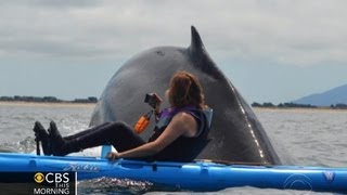 Close encounter Kayakers get rare look at humpbacks [upl. by Wehttam]