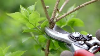 How to prune spring flowering shrubs  Grow at Home  Royal Horticultural Society [upl. by Usanis]